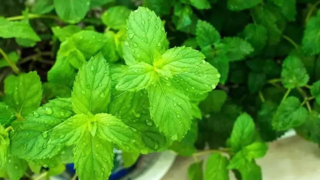 Arılar üzerinize akın edebilir! Bu bitkilerin ne kolonyasını kullanın ne parfümünü, işte arıları  üzerinize çeken o kokular 10